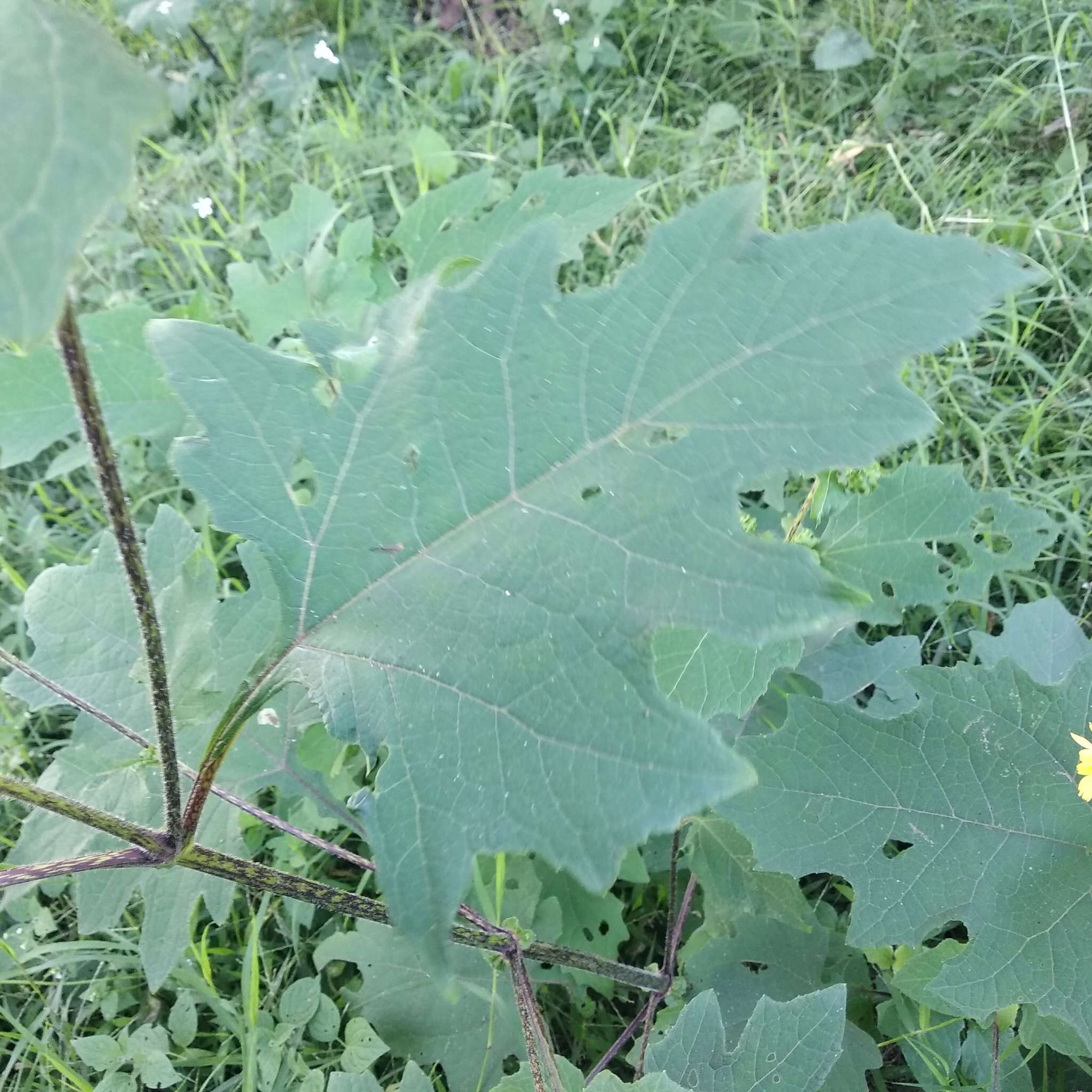 Smallanthus maculatus (Cav.) H. Rob. resmi