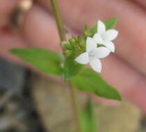 Image de Galianthe dichotoma (Willd.) E. L. Cabral & Bacigalupo