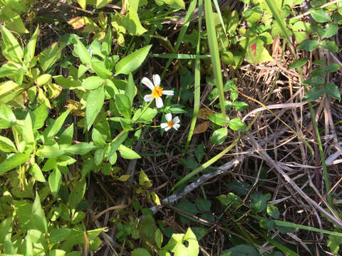 Plancia ëd Bidens alba (L.) DC.