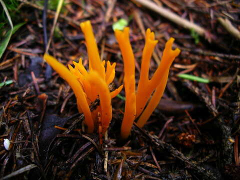 Image of Calocera viscosa (Pers.) Fr. 1821