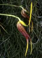 Image of masdevallia