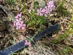 Image de Silene caroliniana subsp. pensylvanica (Michx.) R. T. Clausen