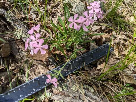 Image of Pennsylvania Catchfly