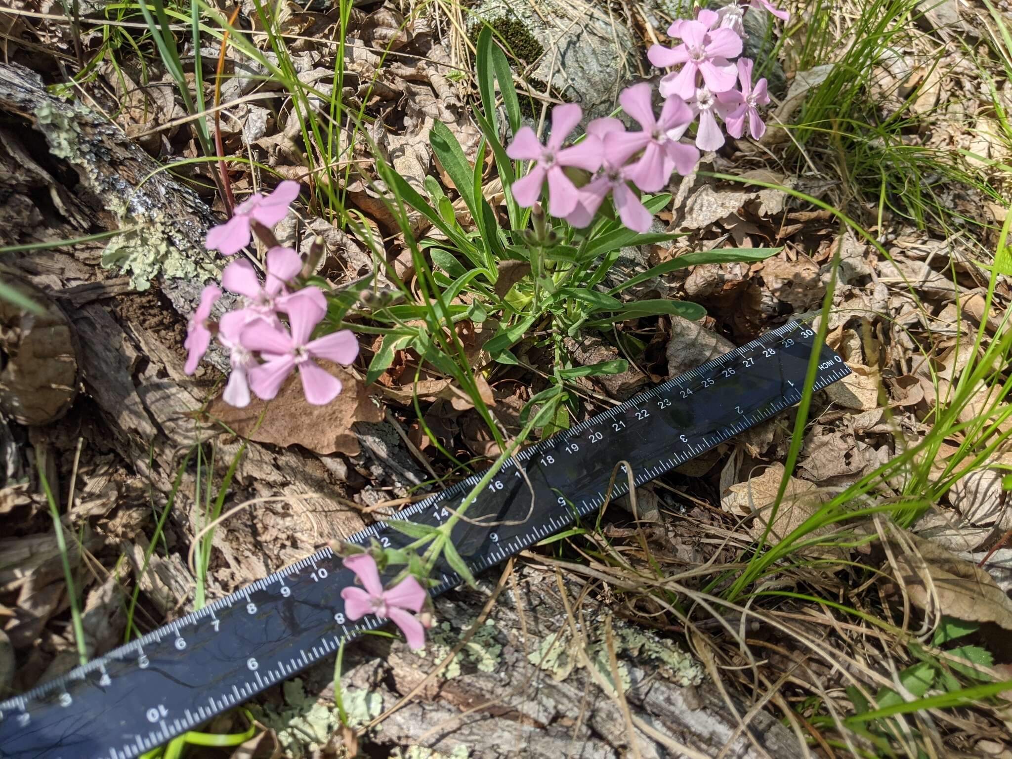 Silene caroliniana subsp. pensylvanica (Michx.) R. T. Clausen resmi