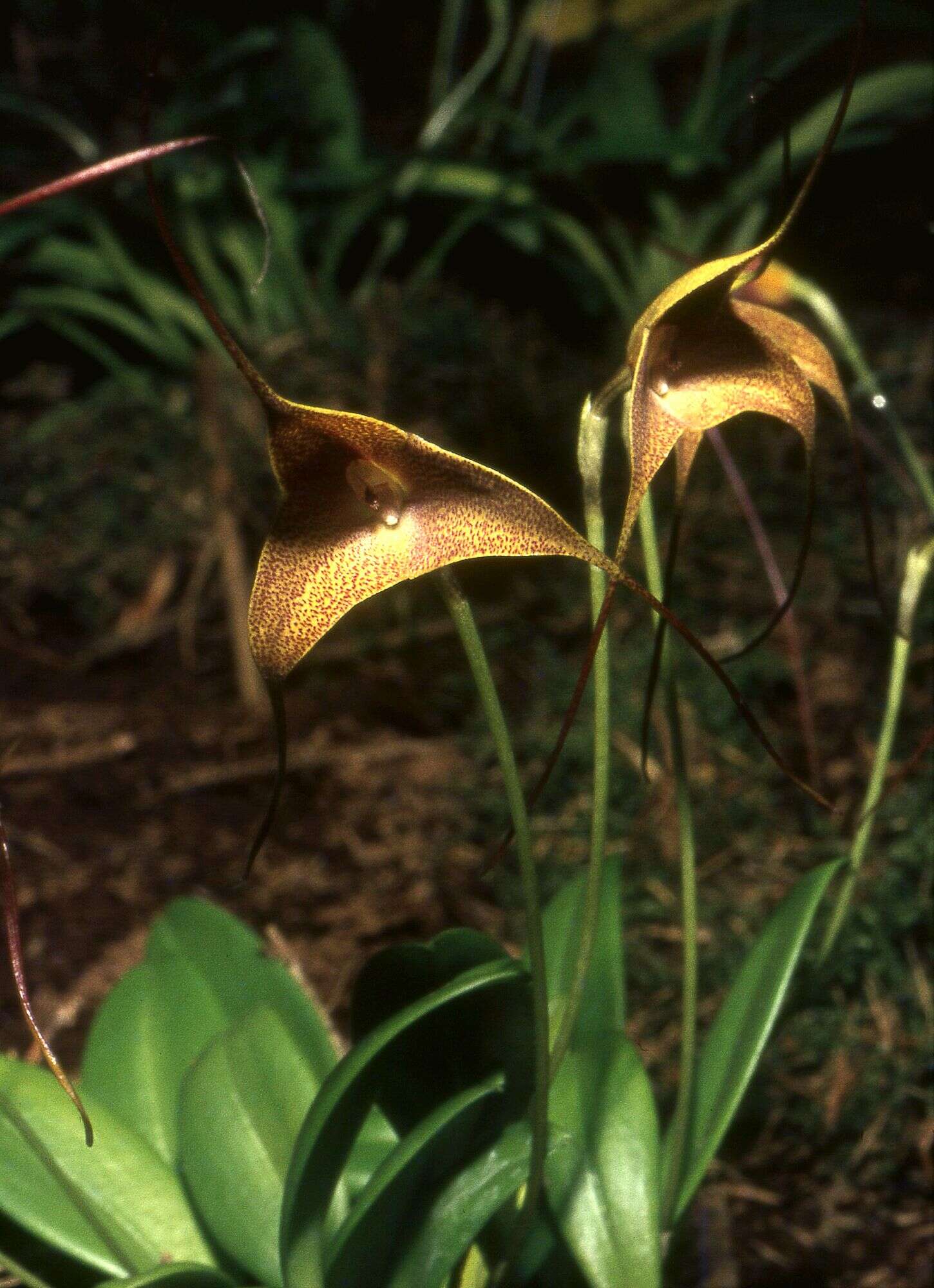 Image of Masdevallia triangularis Lindl.