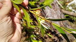 Image of Dendrobium adamsii A. D. Hawkes