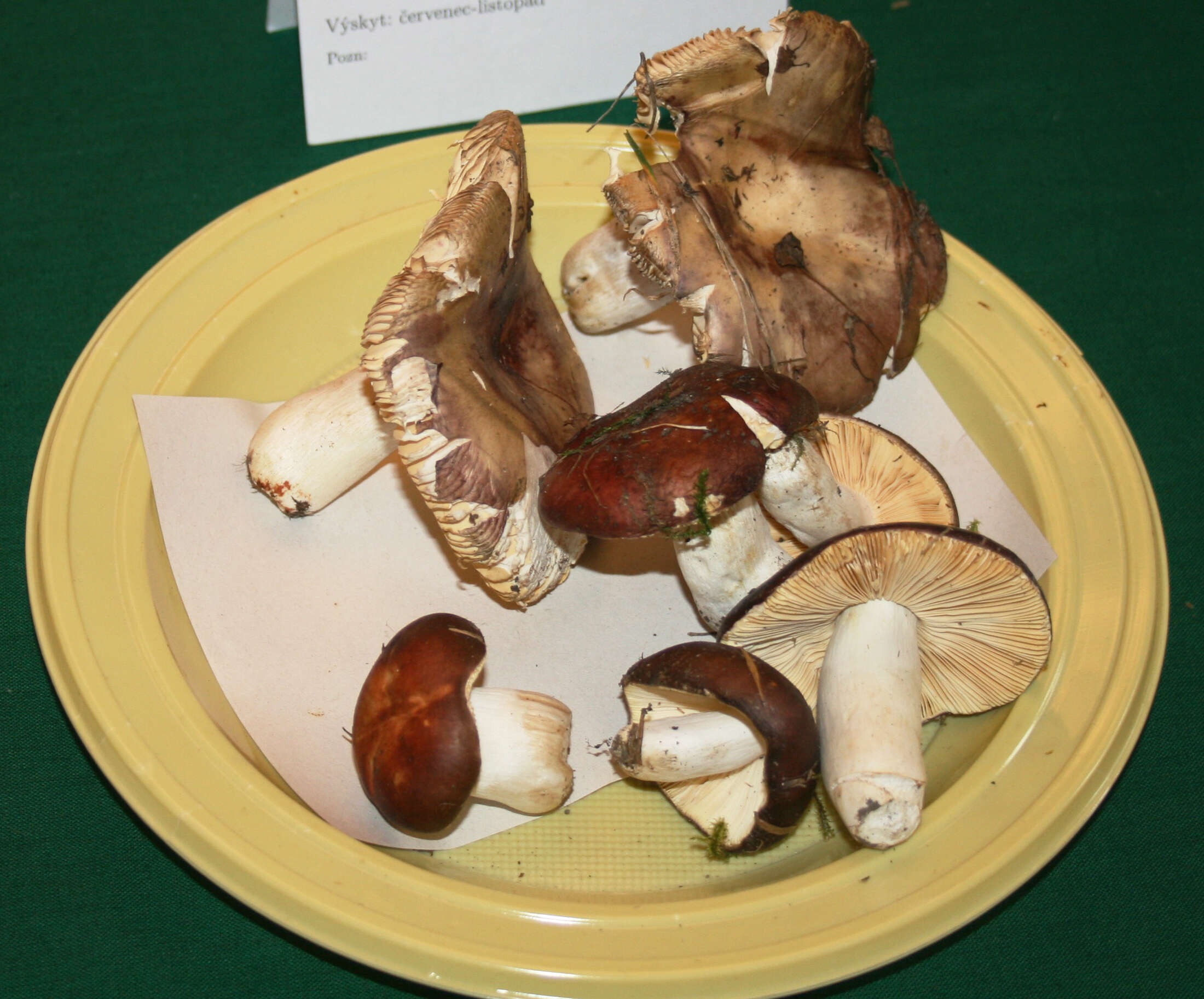 Image of Russula integra