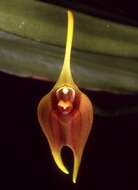 Imagem de Masdevallia vargasii C. Schweinf.