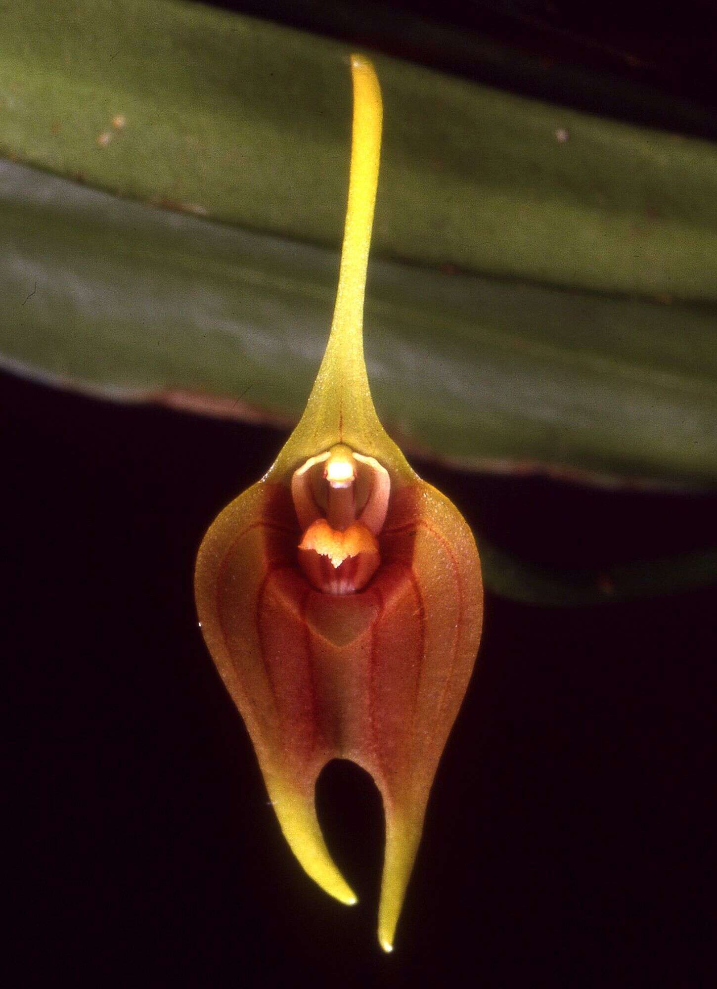 Image of Masdevallia vargasii C. Schweinf.