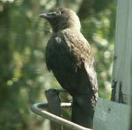 Image of Eurasian Jackdaw