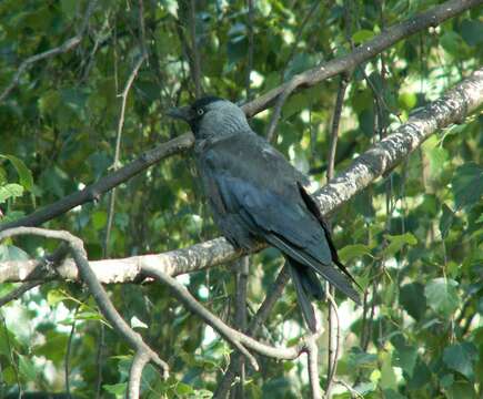 Image of Eurasian Jackdaw