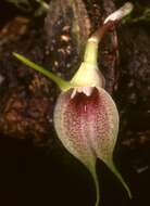 Image of masdevallia