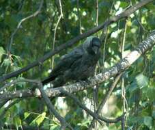 Image of Eurasian Jackdaw