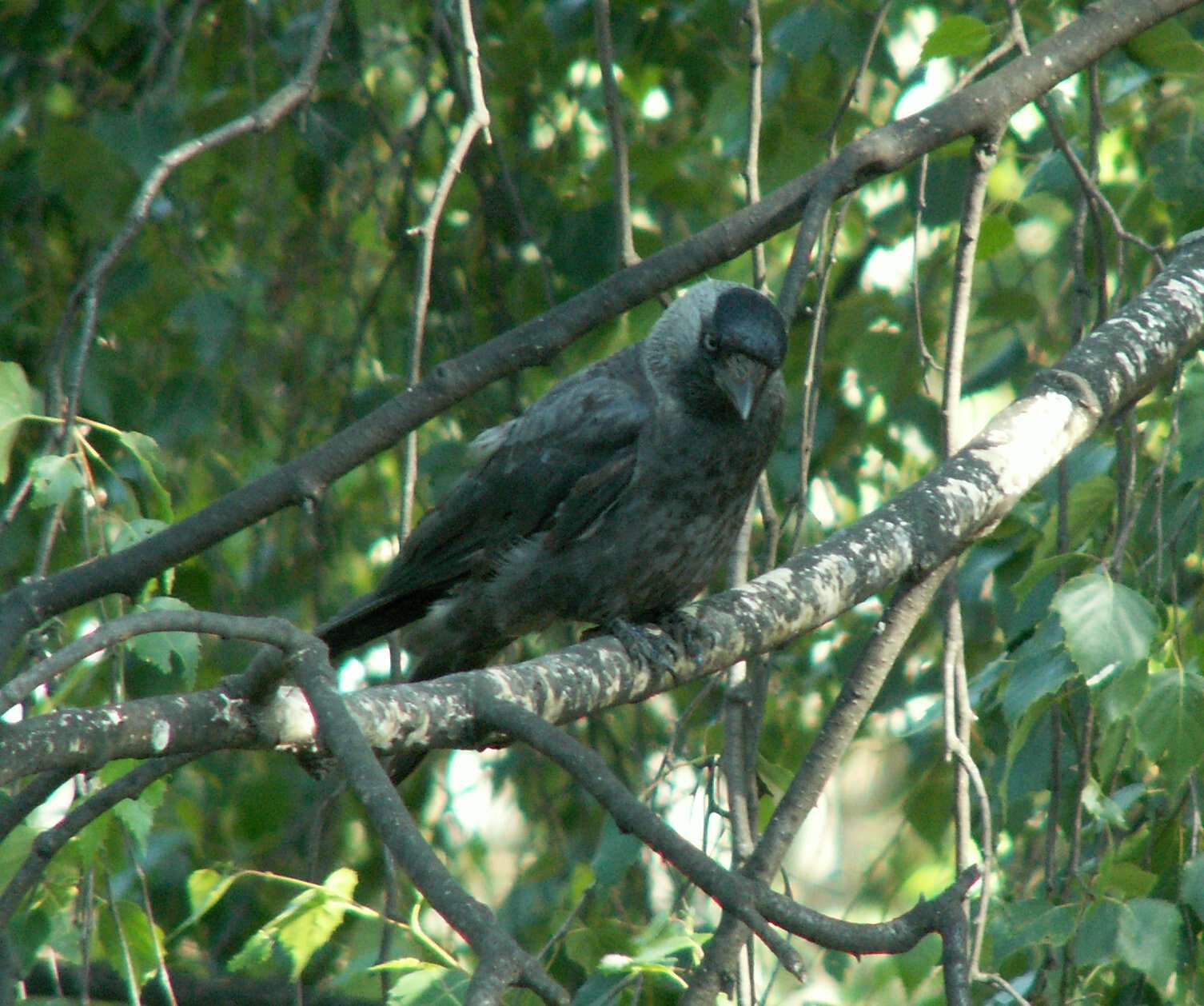 Image of Eurasian Jackdaw