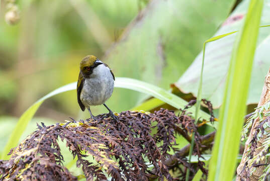 Image of Olive-capped Flowerpecker