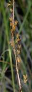 Image of Bulbine favosa (Thunb.) Schult. & Schult. fil.