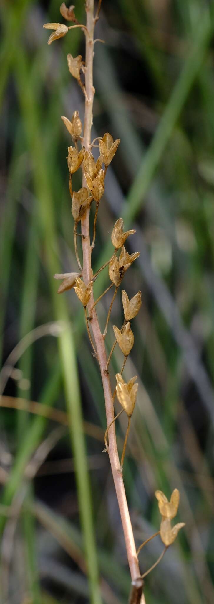 Image of Bulbine favosa (Thunb.) Schult. & Schult. fil.