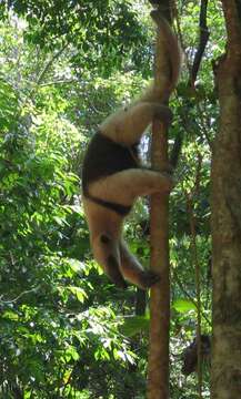 Plancia ëd Tamandua mexicana (Saussure 1860)