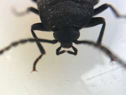 Image of Velvety Bark Beetle