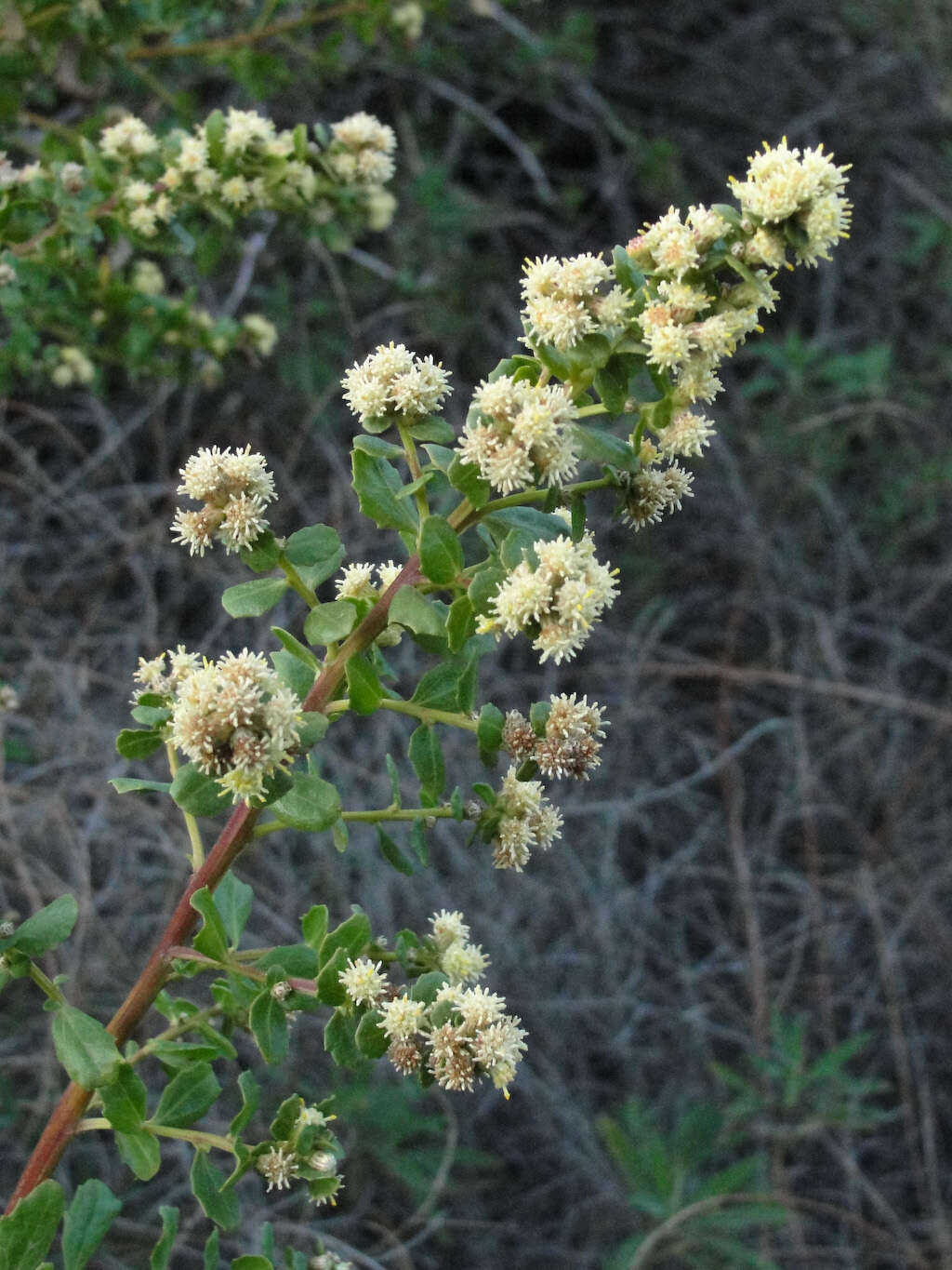 Image of Chaparral Broom