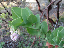 Image de Arctostaphylos refugioensis Gankin