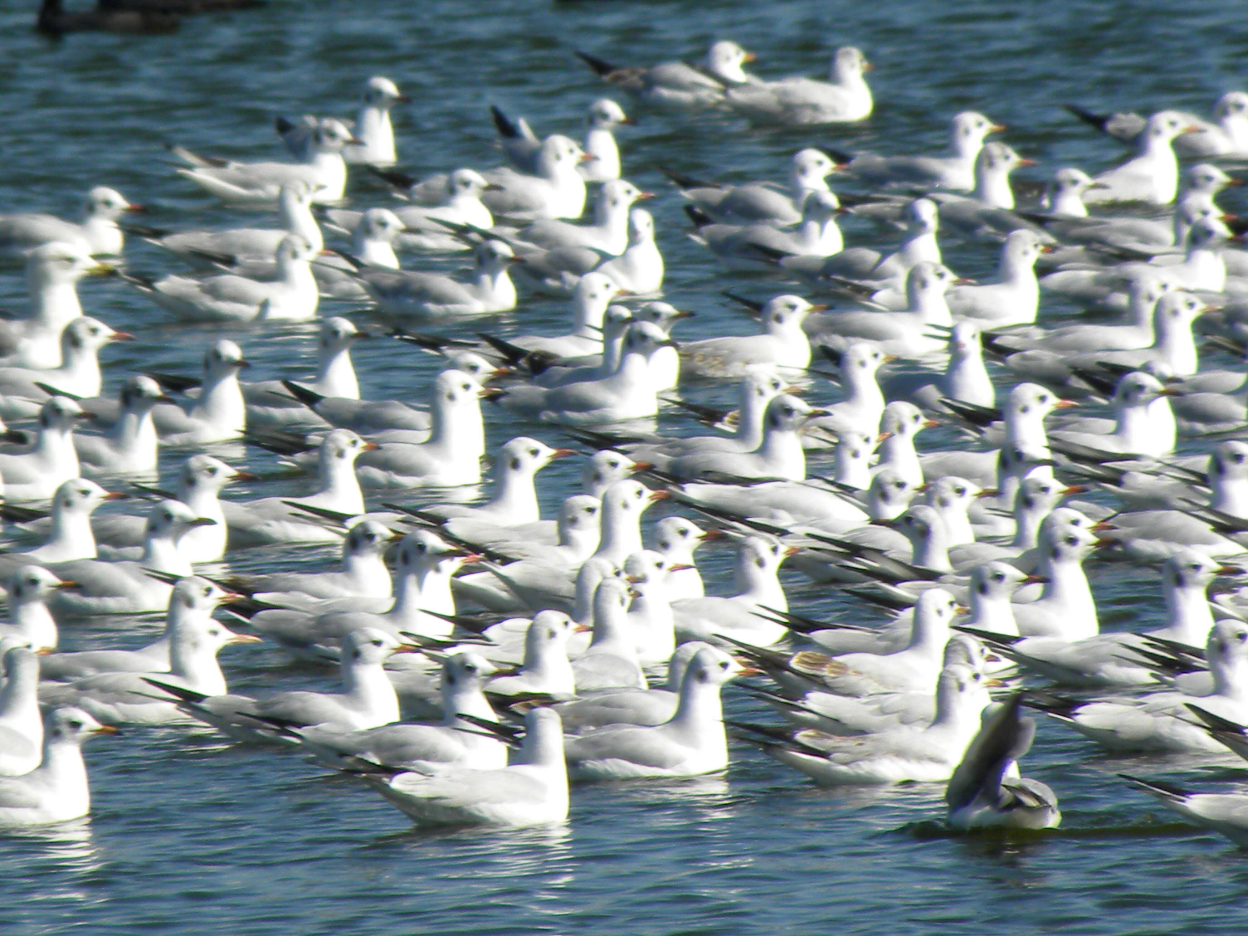 Image of Black-headed Gull