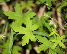 Sivun Geranium flanaganii Schltr. ex R. Knuth kuva