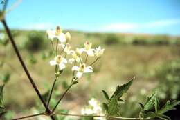 Image of western white clematis