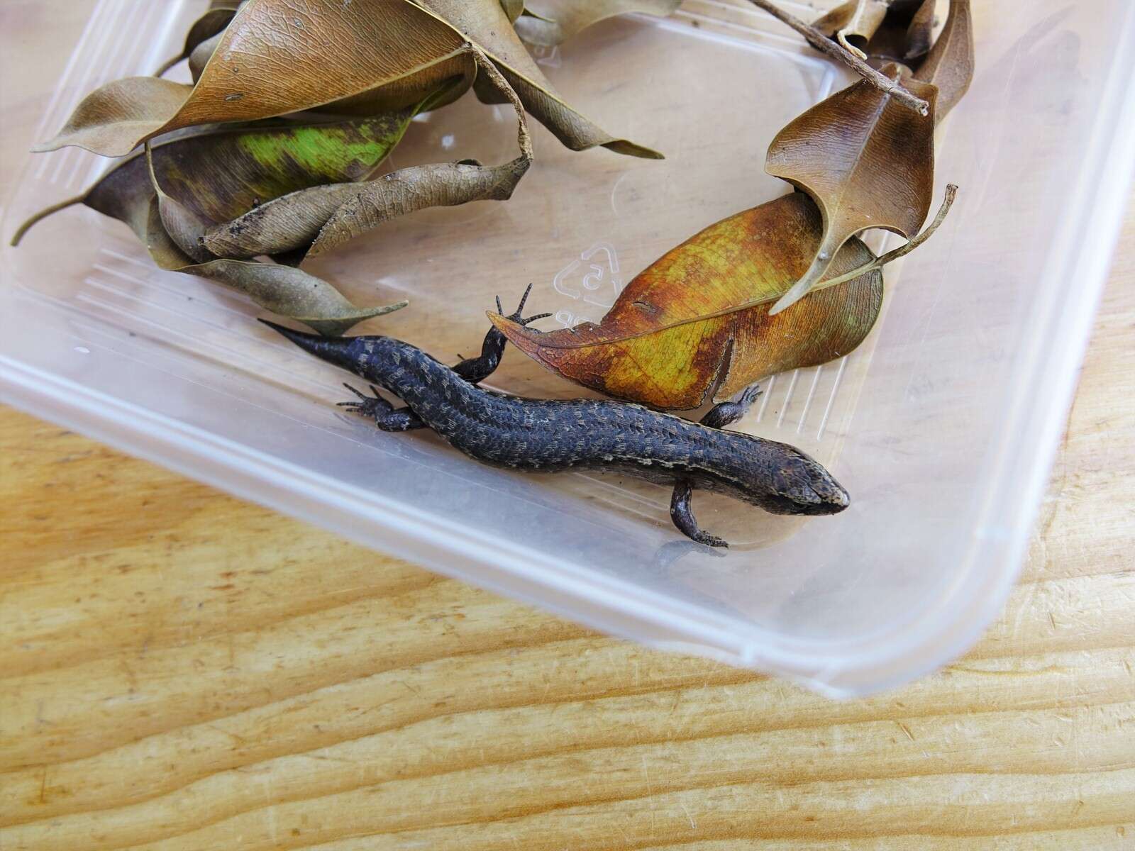 Image of Brown Skink