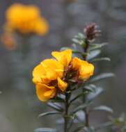 Слика од Pultenaea juniperina Labill.