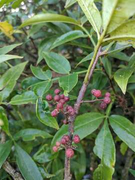 Image of Zanthoxylum armatum DC.