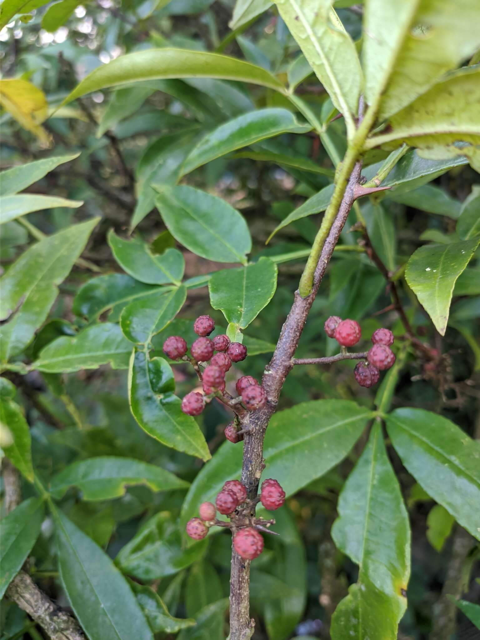 Plancia ëd Zanthoxylum armatum DC.