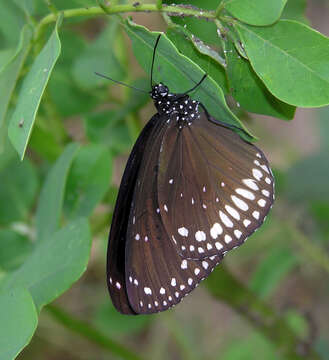 Image of Euploea sylvester Fabricius 1793