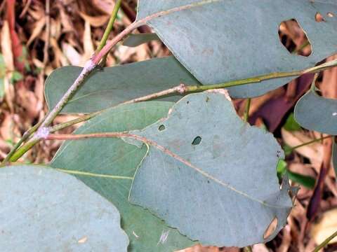 Image of Blakely's Red Gum