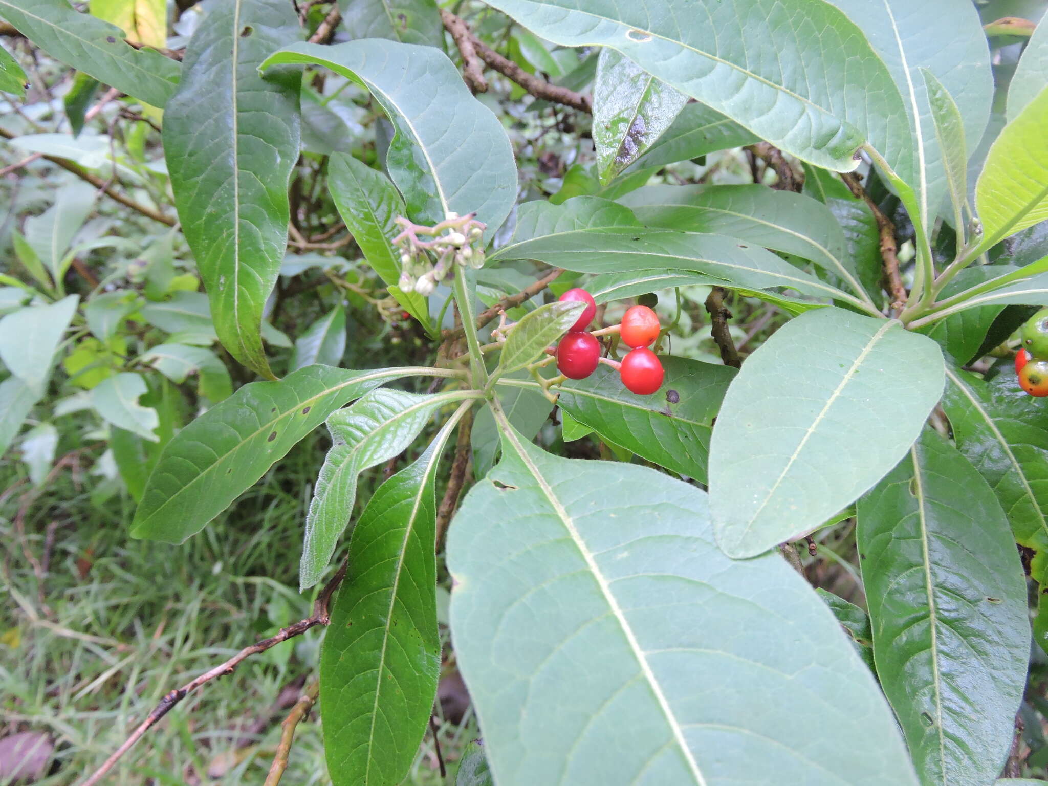 Image of Solanum pubigerum Dun.