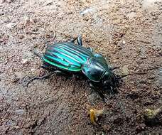 Imagem de Calosoma (Blaptosoma) viridisulcatum Chaudoir 1863