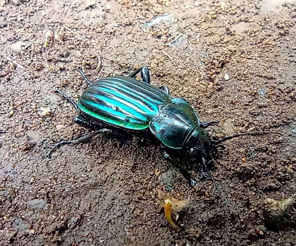 Image of Calosoma (Blaptosoma) viridisulcatum Chaudoir 1863