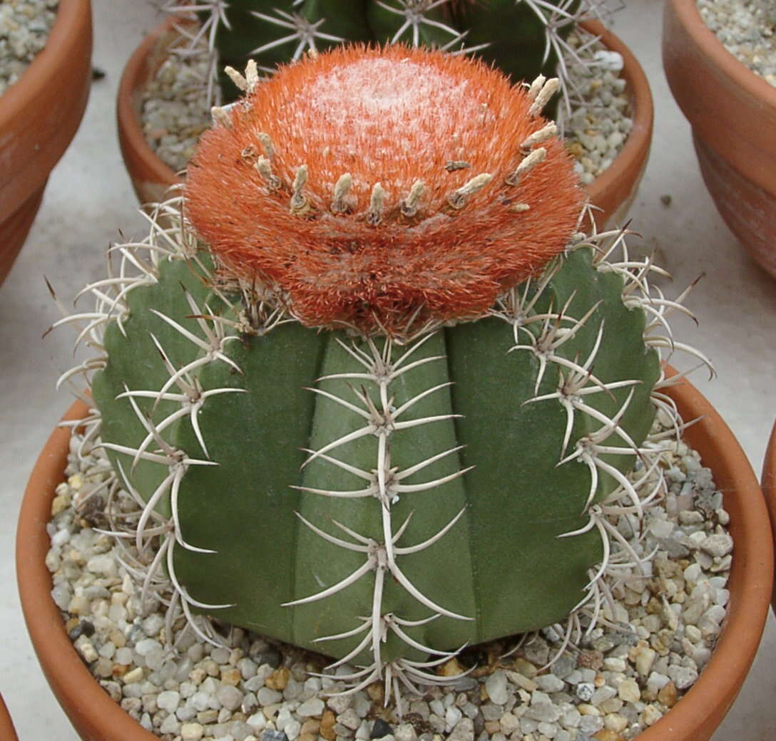 Image of Dwarf Turk's Cap Cactus