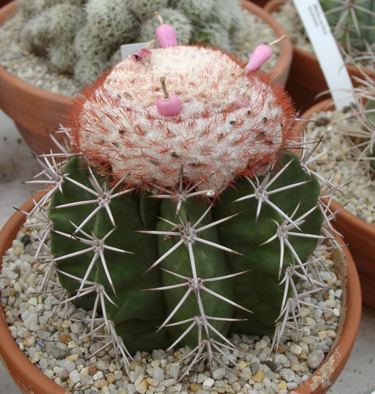 Image of Melocactus violaceus Pfeiff.