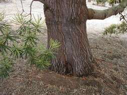 Image of Banksia seminuda (A. S. George) B. L. Rye
