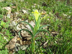 Image of Iris caucasica Hoffm.