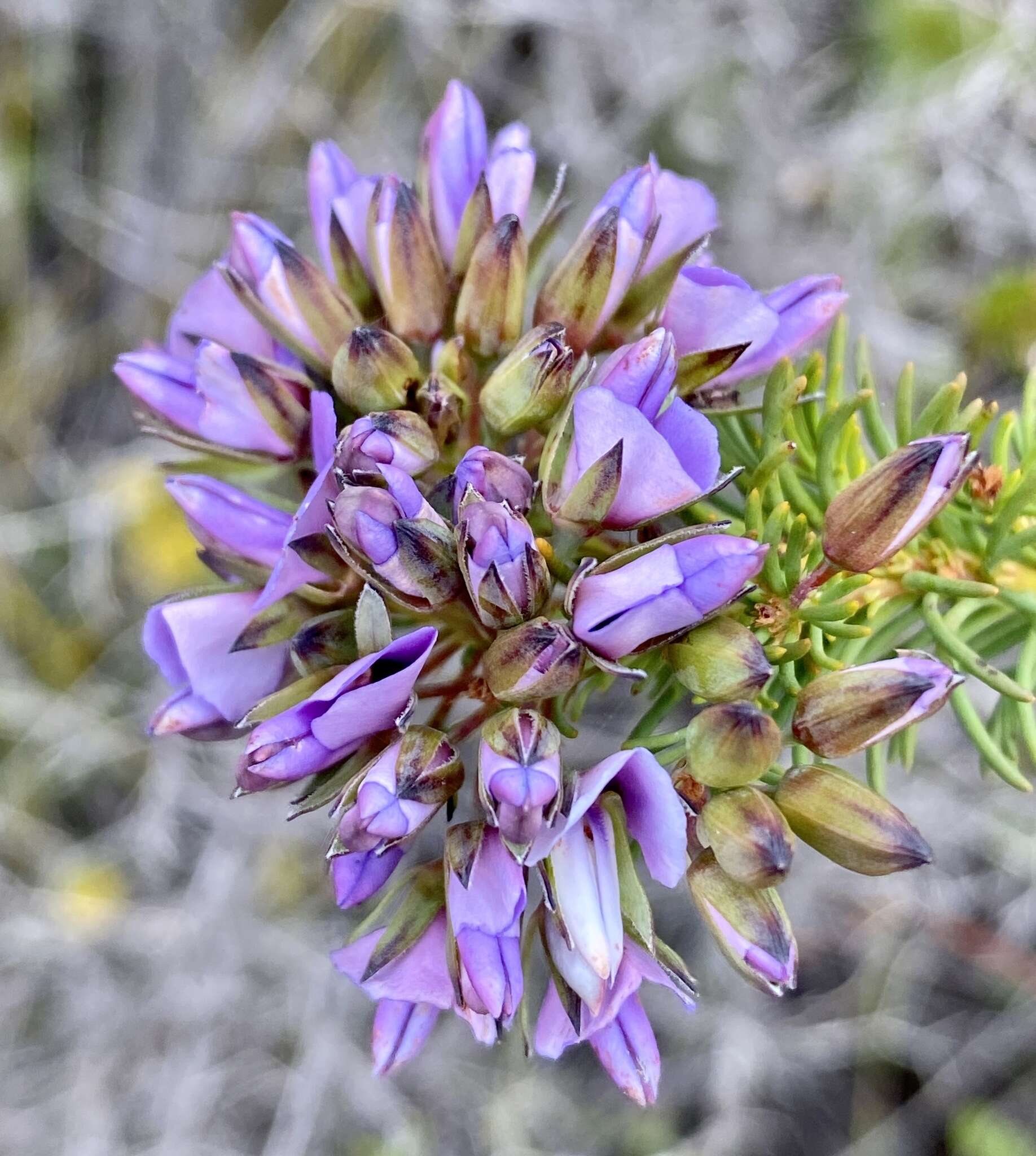 Image of Gompholobium confertum (DC.) Crisp