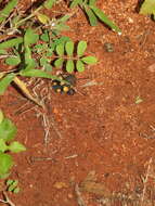 Image of Therea regularis Grandcolas 1993