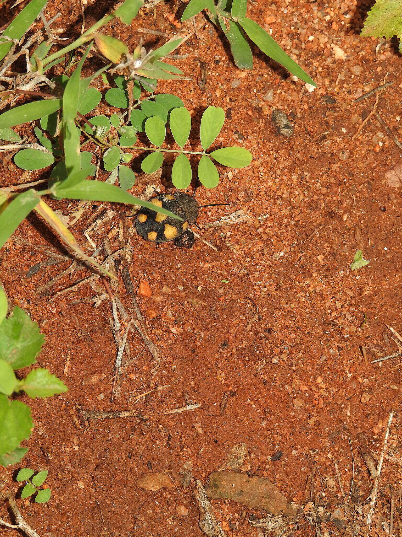 Image of Therea regularis Grandcolas 1993