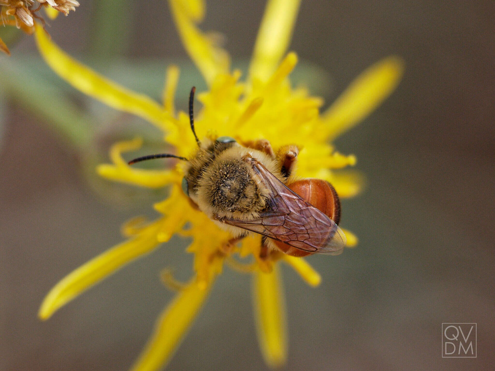 Image of Alloscirtetica basirufa (Brèthes 1910)