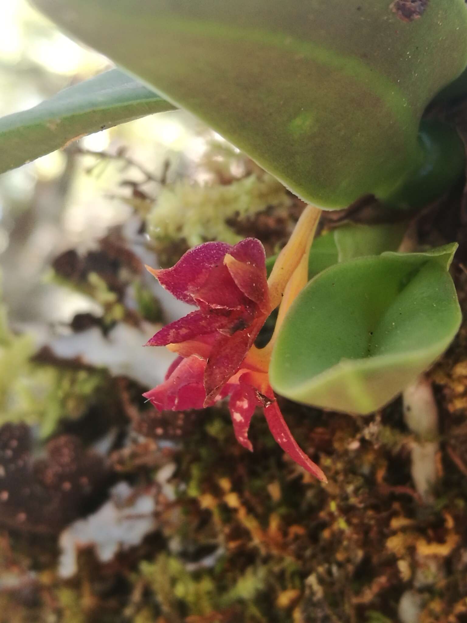 Image of Epidendrum serpens Lindl.