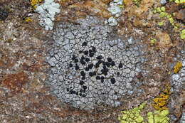 Image of Buellia dispersa A. Massal.