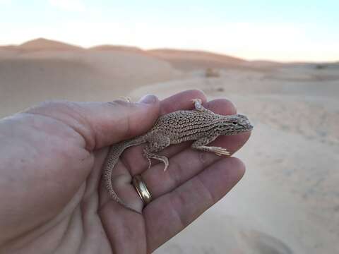 Image of Colorado Desert Fringe-toed Lizard