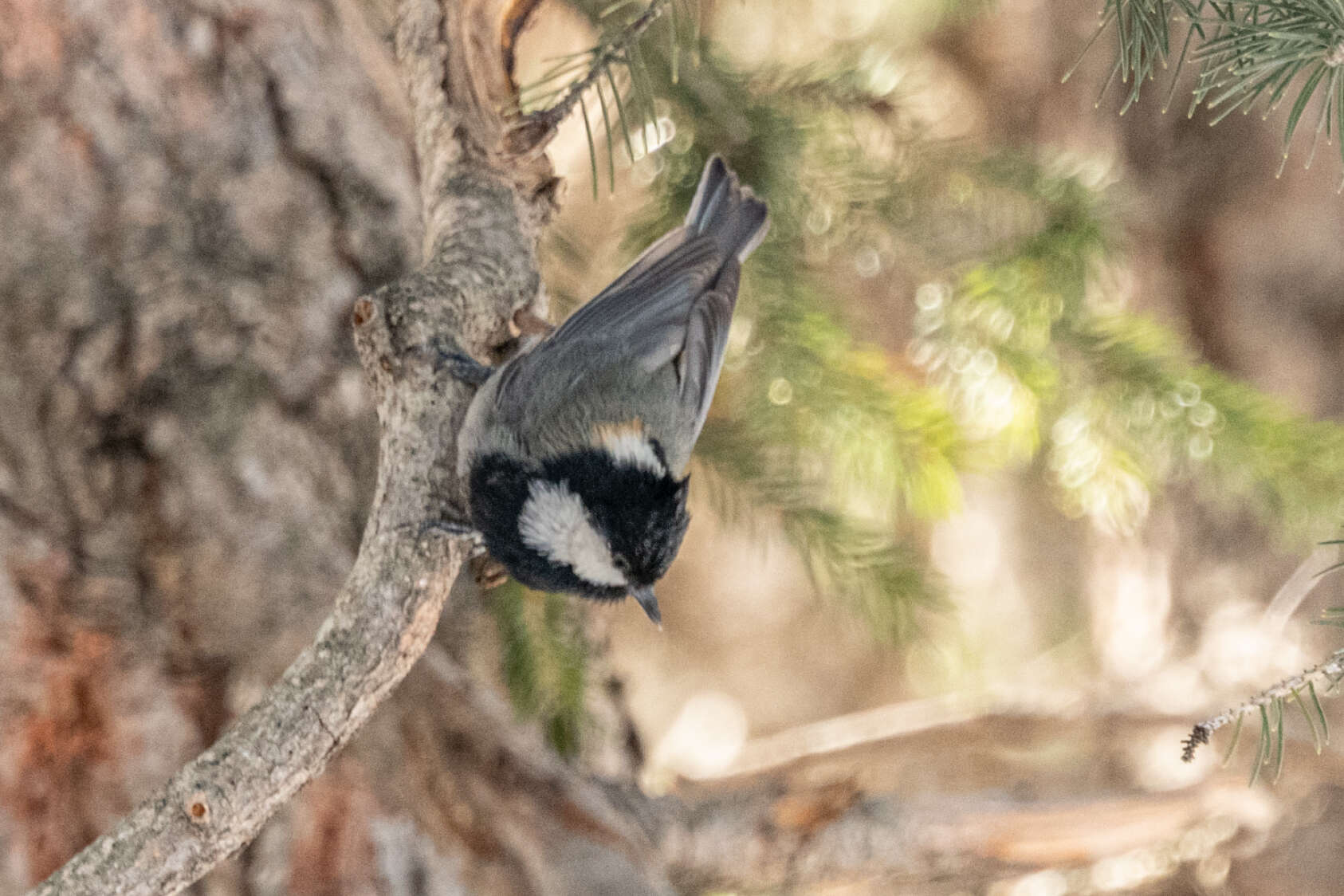 Image of Rufous-naped Tit