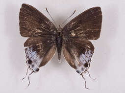 Image of Hypolycaena sipylus Felder 1860